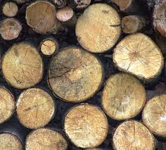 Forestry Division to be made statutory body