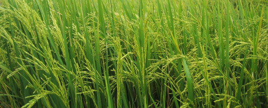 Another significant boost for the rice industry