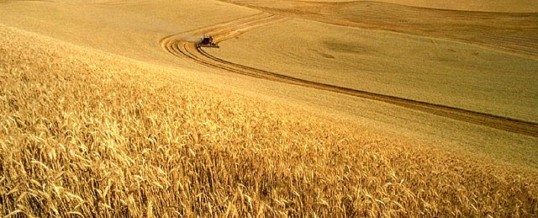 A Perfect Storm is Gathering for Wheat Prices