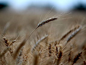 Why is Kansas called the wheat state?