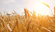 IGC: World grain production to reach new record