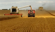 Robust supplies push FAO food index to 55-month low