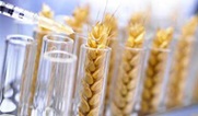 GMO wheat issues revolve around yield, acceptance