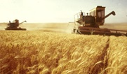 Ukraine’s grain harvest down 10%