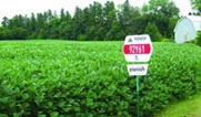 E.U. approves GM soybeans