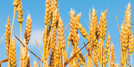 USDA: Russia to become the world’s largest wheat exporter