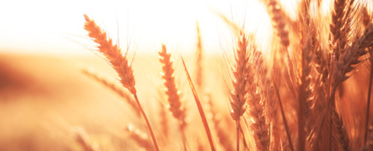 Millers forecast 25% jump in soft red winter wheat crop