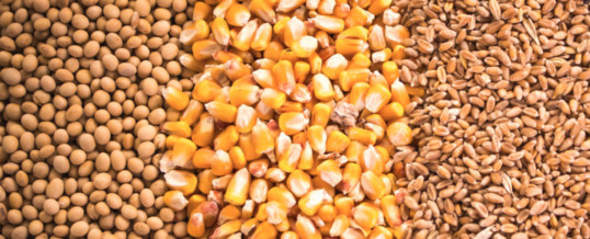 IGC: Global grain stocks to drop to five-year low