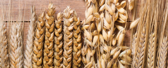 Canadian farmers to cut back on wheat, oats plantings this spring