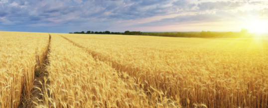 UK wheat production to rebound after 40-year low