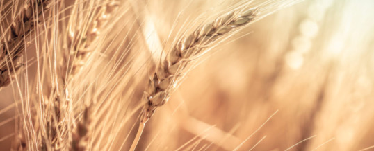 Ontario winter wheat crop a sliver smaller than in 2020