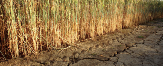 Dry weather impacting Turkey wheat, barley output