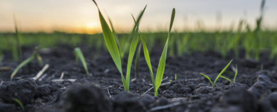 US all-wheat seedings expected to increase in 2020