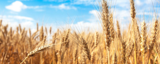 Ukraine grain exports down 22% compared to last year