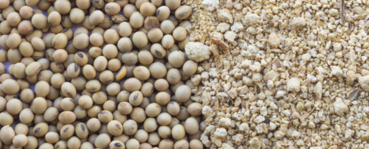 China’s soybean imports from Brazil soar in April