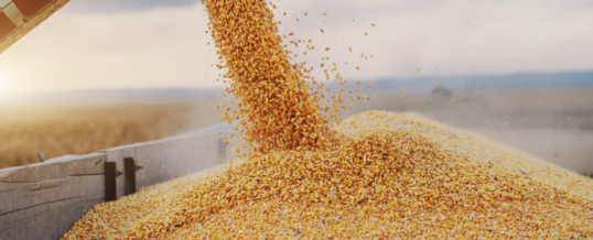 US corn, sorghum exports up