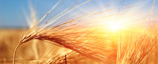 Favorable weather boosts Bulgaria’s grain production