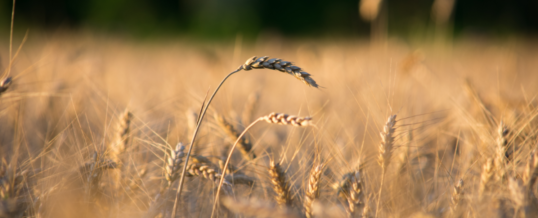 USDA lowers 2022 wheat carryover