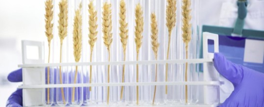 John Innes Centre scientists urge for focus on wheat loss research