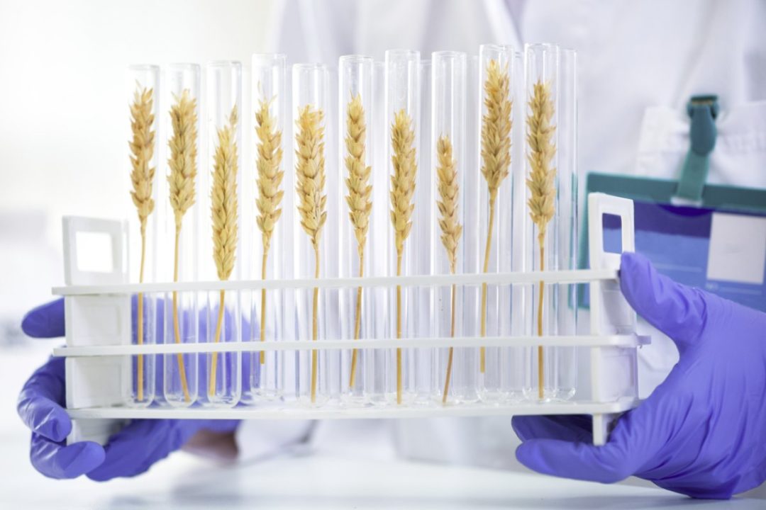 Wheat Lab Testing John Innes Centre scientists urge for focus on wheat loss research ...