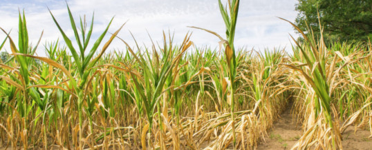 Dry conditions decrease Brazilian corn production estimate