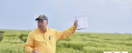 At last, a future for hybrid wheat