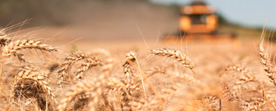 China wheat output up from 2020