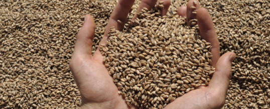 US mid-June grain inspections lowest in 2½ years