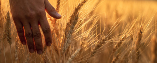 NAWG, foundation research seeks to show wheat farming as win-win-win