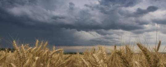 Britain’s wheat planted area to rise 26%