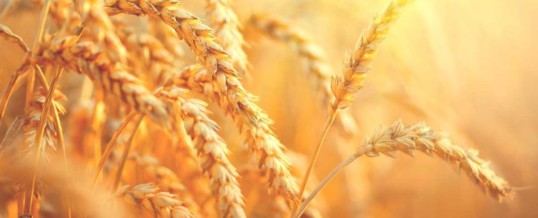 Global wheat crop forecast lowered by IGC