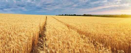 USDA lowers all-wheat crop estimate to 1.646 billion bushels