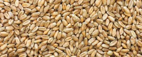 IGC: wheat stocks continue to tighten