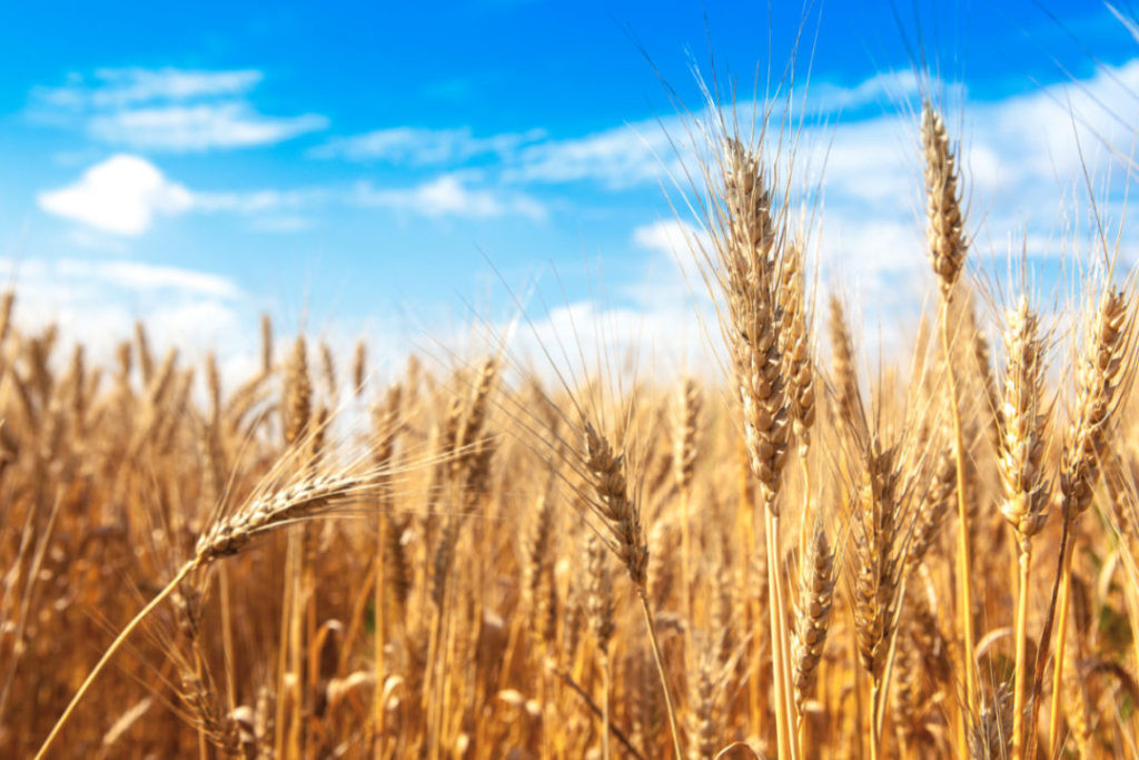 French soft wheat non-EU export outlook cut – Caribbean Millers ...