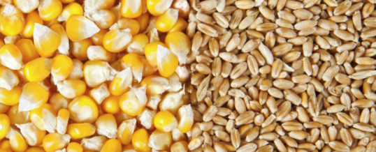 Grains Council forecasts grain carryover drop