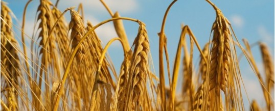 EU crop monitoring service projects lower yields