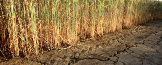 Group warns of climate change’s impact on wheat